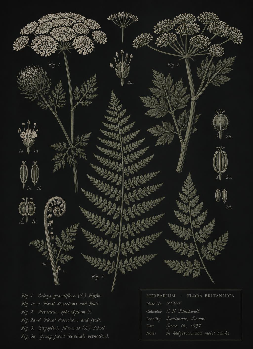 Herbarium plate of pale botanical engravings on a dark ground