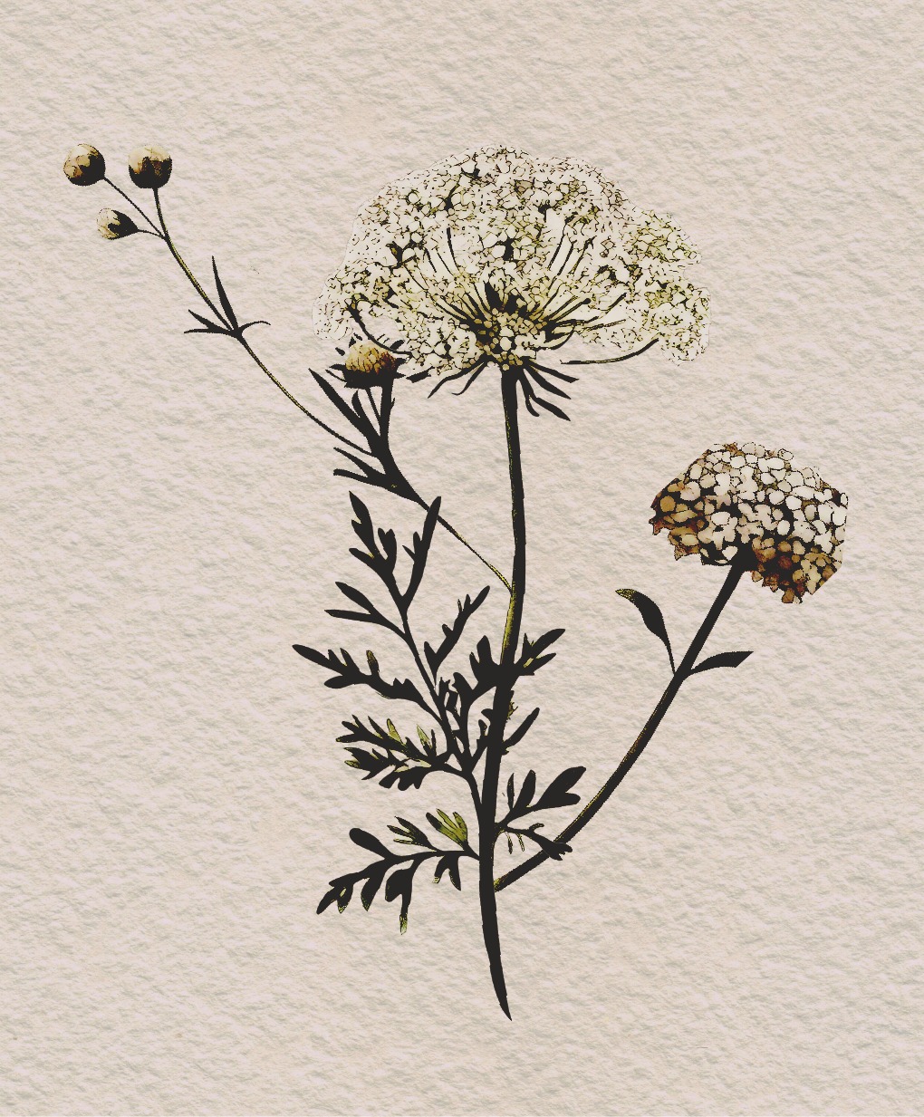 Botanical archive card of Queen Anne's Lace, pressed on textured paper
